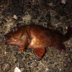 ノープラン釣行